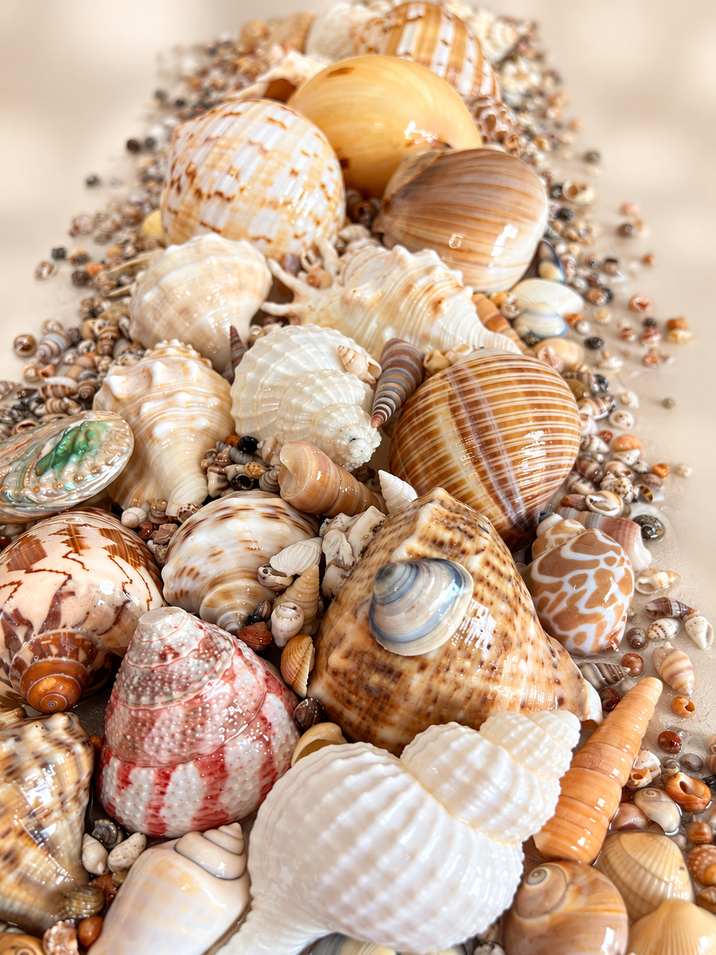 Treasures of the Tide – Handcrafted Coastal Shell Art